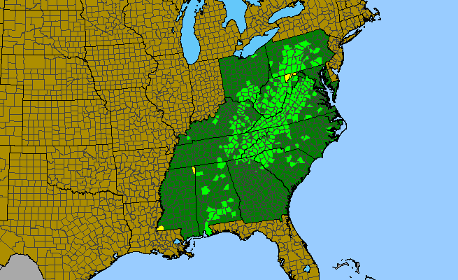The range of Aureolaria levigata